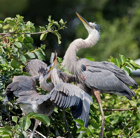 Редкая птица Северной Америки:Большая голубая цапля!. Обсуждение на ...