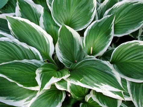 How to grow Hostas | Growing Hosta plant indoor | Hostas care - Naturebring