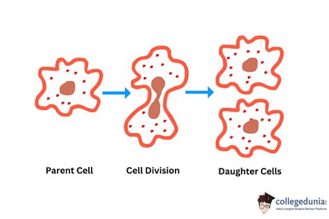 What Is Reproduction Definition Examples Types Of Reproduction