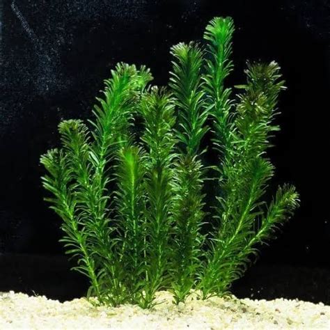 Best Floating Aquarium Plants For Beginner Aquarist