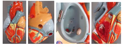 Heart Structures Diagram Quizlet