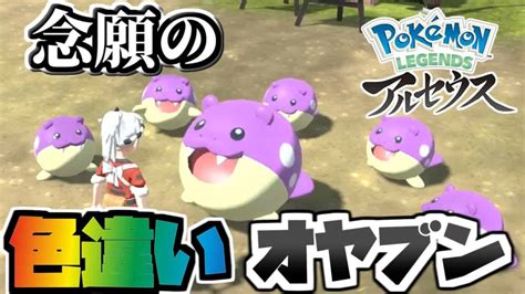 ついに色違いオヤブンタマザラシと出逢えたぞ【ごまちゃん切り抜き】【ポケモンlegendsアルセウス】 ポケモン関連情報のまとめ動画