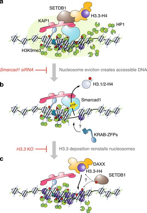 Molecular Mechanism Underlying Dynamic Heterochromatin Proposed Model