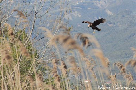 Nature photos by Nikos Paterekas Καλαμόκιρκος Circus aeruginosus