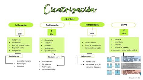 Cicatrización Clase de Cirugía JASMIN PIN uDocz