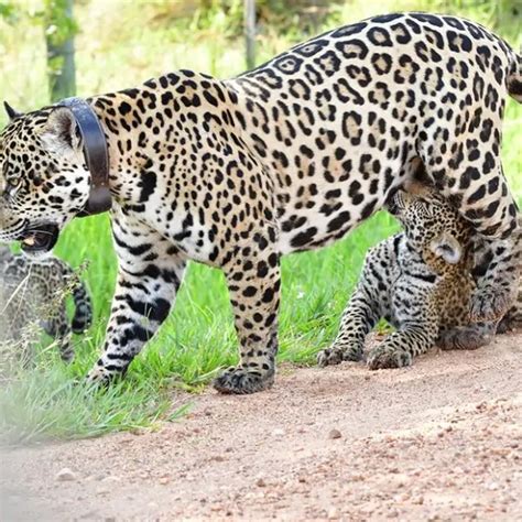 Registro raro fotógrafo flagra onça pintada amamentando filhotes