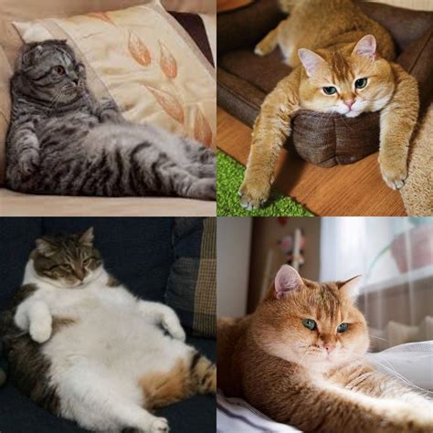 Create Meme Cat Photo Tri Colour Cats Of Various Breeds Chubby Cat