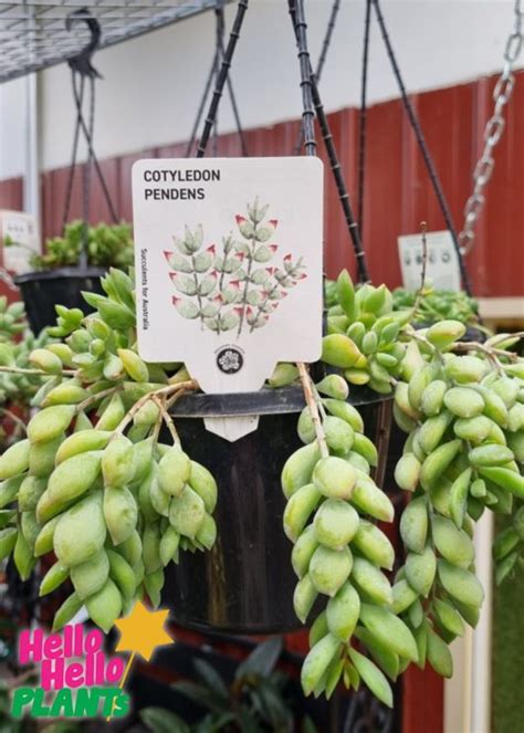 Cotyledon pendens 6" (Hanging Basket) - Hello Hello Plants