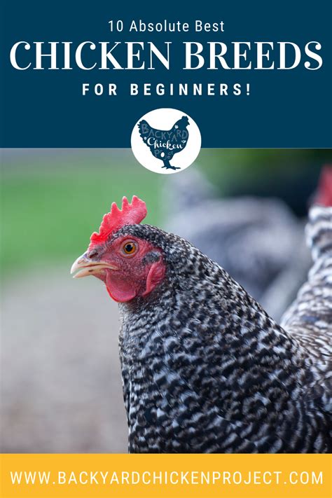 8 Best Chicken Breeds For Beginners Backyard Chicken Project