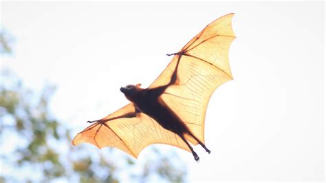 Deadly Lyssavirus Found In Queensland Bat Amid Surge In Flying Fox Bites Au