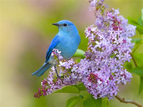 Spring Birds Flowers Wallpapers Wallpaper Cave