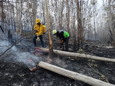 Incendio En El Bosque De Tlalpan Afectó 2 4 Hectáreas Todo Lo Que