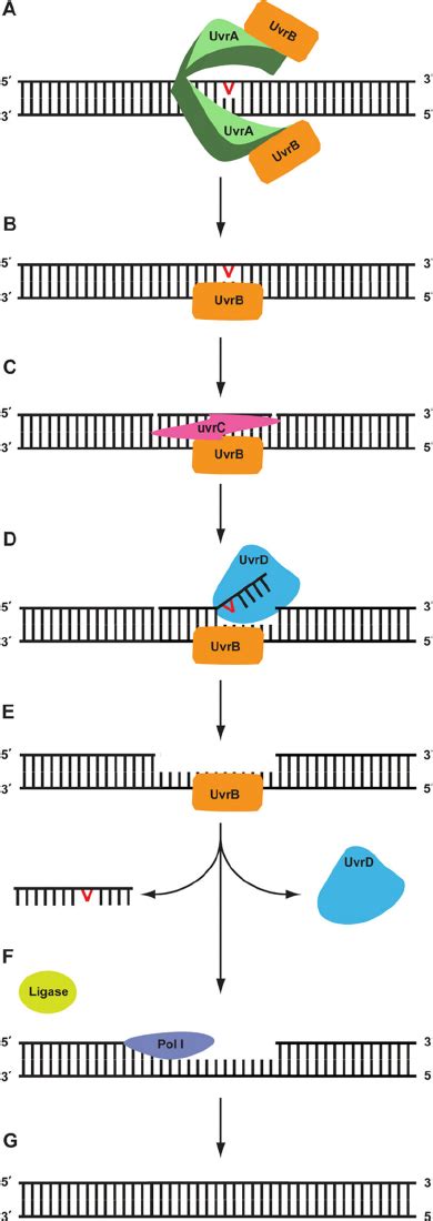 Schematic Of The Bacterial Ner Pathway In Response To Dna Damage A