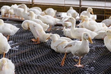 Panduan Ternak Bebek Peking Untuk Pemula Lengkap