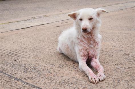 Todo Sobre Malassezia En Perros Síntomas Y Tratamiento