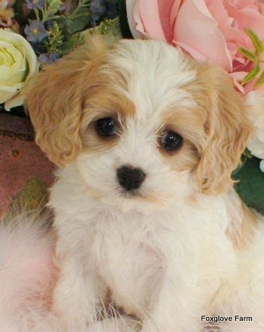 Bichon Pomeranian Mix Puppies For Sale - Pets Lovers