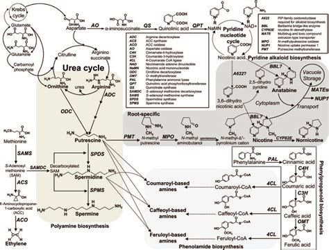 Schematic Diagram Of The Biosynthesis Of Polyamines And Connections