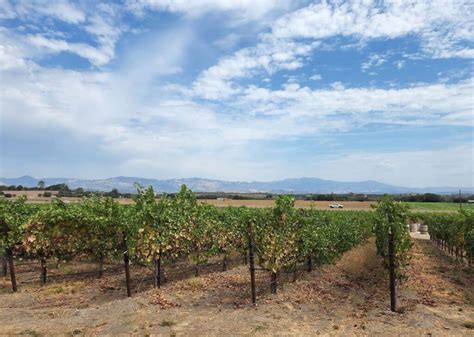 11 Top Santa Ynez Valley Wineries to Try - Go Travel California