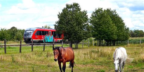 Nrw Zug Berrollt Drei Ausgeb Xte Pferde