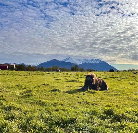 From Anchorage Scenic Drive And Guided Musk Ox Farm Tour