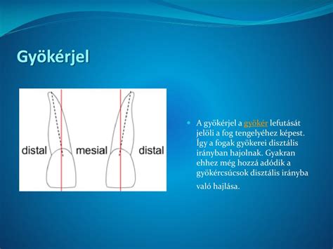 Ppt Az Emberi Test S Kjai S Ir Nyai Powerpoint Presentation Free