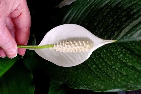 Peace Lily Care Indoors - How to Grow Peace Lily (Spathiphyllum)