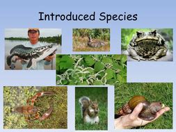 Introduced Species and Biological Control | Teaching Resources