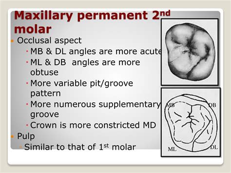 Ppt Morphology Of Permanent Maxillary Molars Powerpoint Presentation Id 9414735