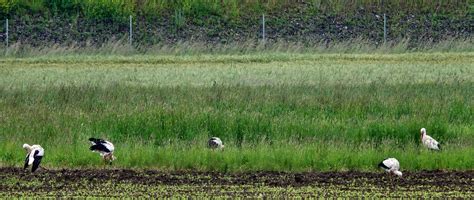 Wei Storch Wei Storch Ciconia Ciconia C Harald Vorberg