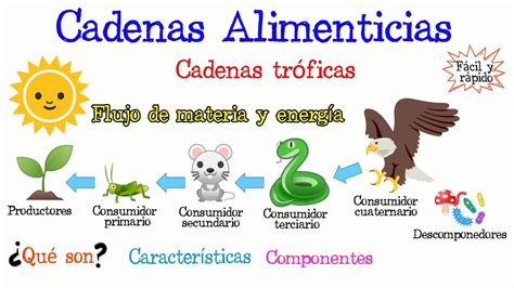 La Importancia De Las Cadenas Alimenticias En Los Ecosistemas Cadena Alimenticia