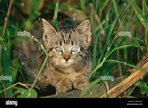 House Cat Felis Silvestris F Hi Res Stock Photography And Images Alamy