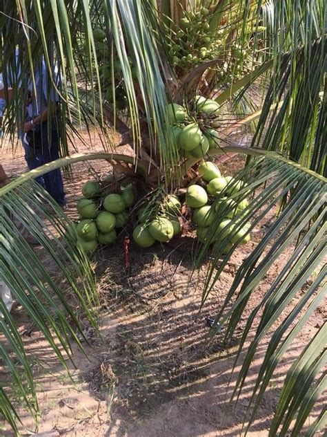 Palma De Coco Palmera Enano Enana Verde De Brasil Siemb En