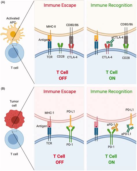 Representative mechanisms of action of monoclonal antibodies used in ...