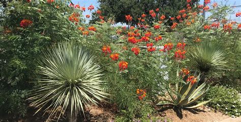 Adaptive Perennial Color For Hot Texas Summers Backbone Valley Nursery