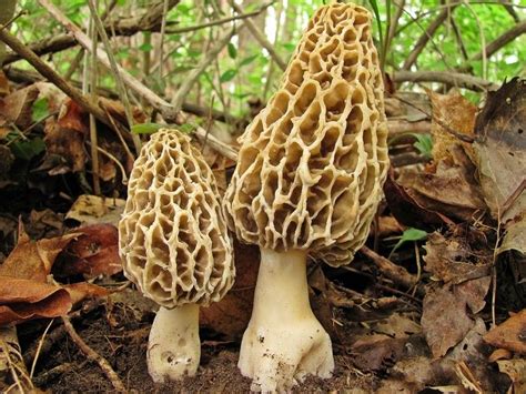 Morchella Alchetron The Free Social Encyclopedia