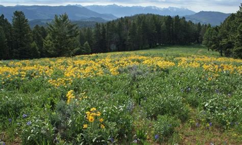 Bozeman Hiking Trails, Montana Hikes - AllTrips