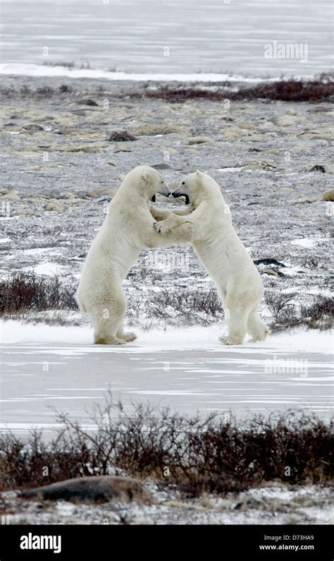 Churchill, Canada, polar bears in the Churchill Wildlife Management ...