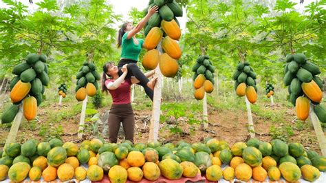 Harvesting Ripe Papaya Fruit Goes To Countryside Market Sell Cooking