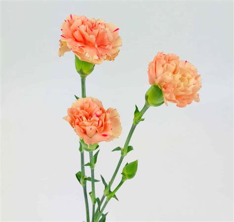 Behind Every Hue Carnation Flower Color Meanings Explained 43 Off