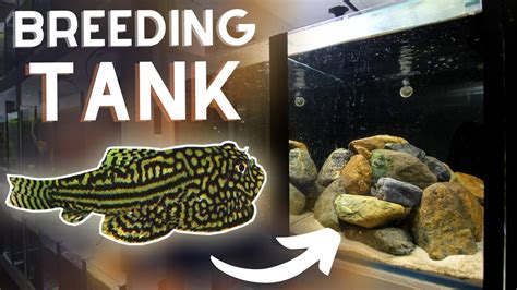 Hillstream Loach BREEDING Tank Setup!