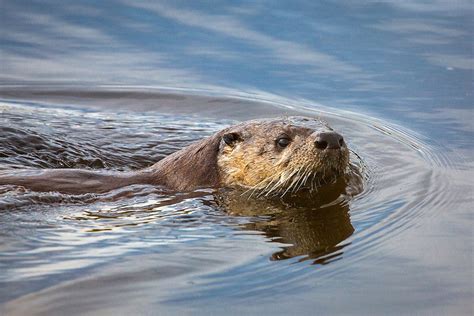 Otters Teaching Their Pups To Learn To Swim Animals Around The Globe