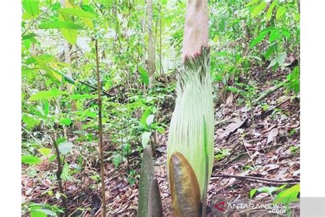 Bunga Langka Rafflesia Dan Kibut Mekar Bersamaan Di Kaur Antara News