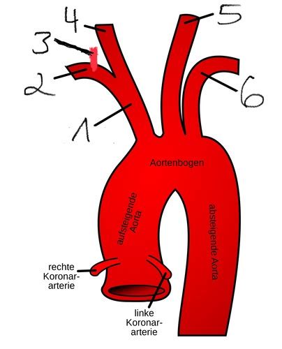 Blutgef E Arterien Venen Flashcards Quizlet