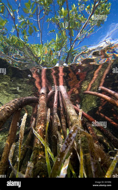 red mangroves prop roots  res stock photography  images alamy