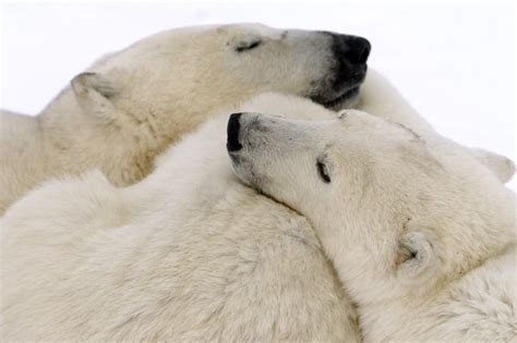 Plonger Avec Les Morses Et Les Ours Polaires Stéphane Champagne