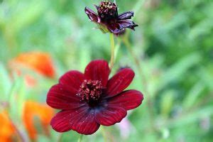 25 Of The Best Cosmos Flower Cultivars Gardeners Path