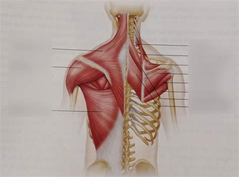 Muscle Diagrams Diagram | Quizlet