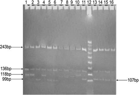 Polyacrylamide Gel Showing Rflp Profiles Obtained After The Digestion