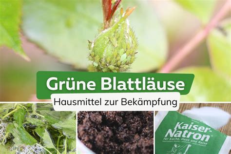 Gr Ne Blattl Use Bek Mpfen Hausmittel Gegen L Use