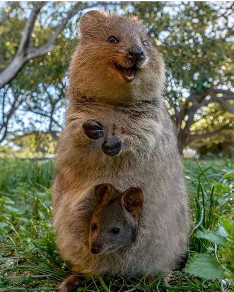 Baby Quokka Pet